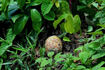 Streubombe im Reisfeld in Laos