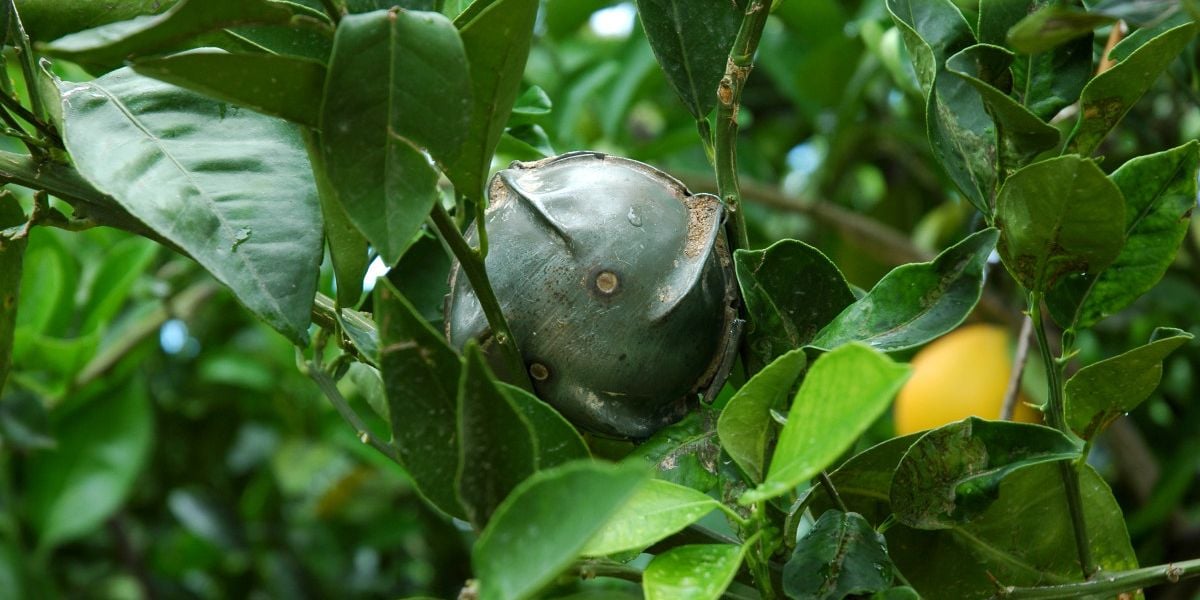 Streubombe in Zitronenbüschen versteckt